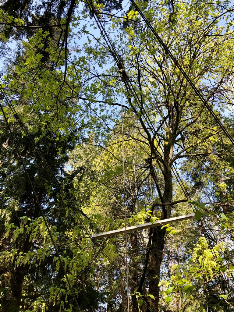 UBC Botanical Garden and Greenheart TreeWalk, Vancouver, B.C ...